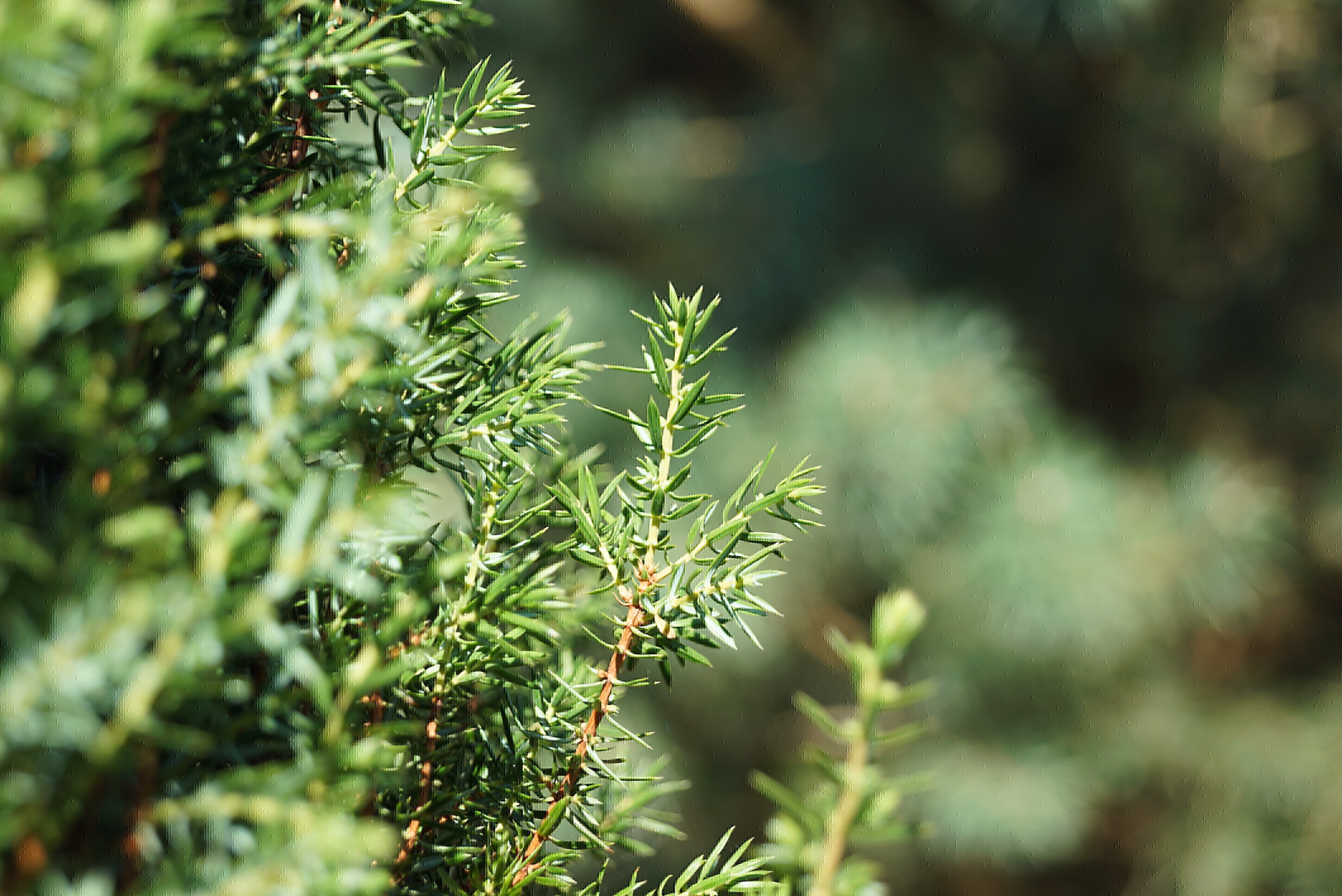 Juniperus communis 'Sentinel' (8)